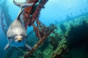 dolphin underwater looking at you from wreck photo