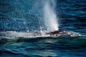 grey whale mother nose breathing photo