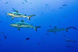 tiburón gris listo para atacar bajo el agua foto