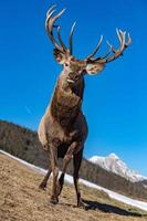 male red Deer portrait looking at you photo