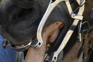 detalle de la boca del caballo de inspección veterinaria foto