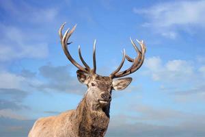 male red Deer portrait looking at you on cloudy sky background photo