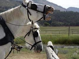 draft working horse close up detail photo