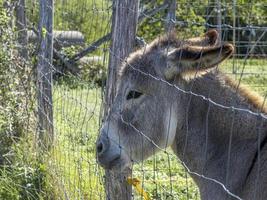 sad donkey prisoner in a cage photo
