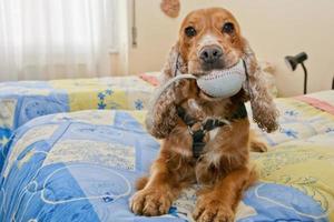 un retrato de cocker spaniel inglés mientras sostiene un ratón de juguete foto