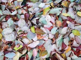 alfombra de hojas de follaje en otoño foto