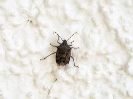 bed bug isolated on white photo
