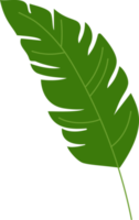 banana tropical leaf illustration. green house plant design element png