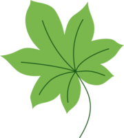 schefflera tropical leaf illustration. green house plant design element png