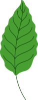 tropical leaf illustration. green house plant design element png