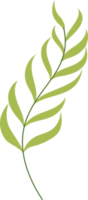 tropical leaf illustration. green house plant design element png