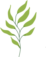 tropical leaf illustration. green house plant design element png