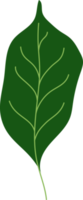 tropical leaf illustration. green house plant design element png