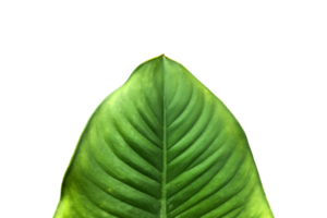 isoliertes frisches grünes Dieffenbachia-Blatt mit Beschneidungspfaden. png