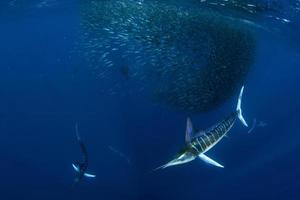Striped marlin hunting in sardine bait ball in pacific ocean photo