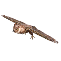 gufi 3d rendere png