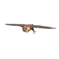 uilen 3d geven png