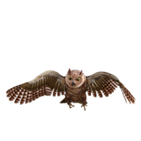 Owls 3d render png