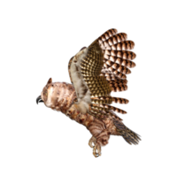 Owls 3d render png