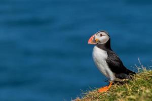 Puffin portrait on the blue sea background photo