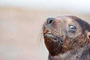 baby newborn sea lion on the beach photo