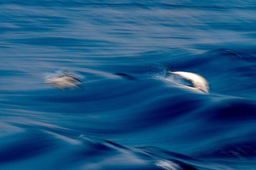 Move effect on Dolphin while jumping in the deep blue sea photo