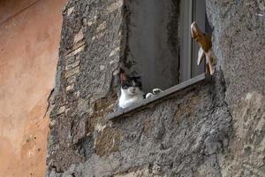 cat at the window relaxing in rome looking at you photo