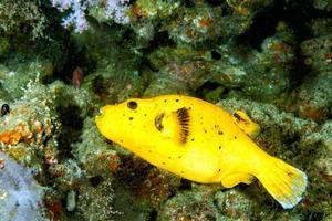 yellow Puffer fish diving indonesia close up photo