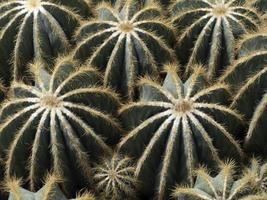 Detalle de primer plano de cactus foto
