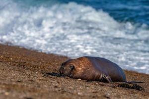 male sea lion relaxing on the beach photo