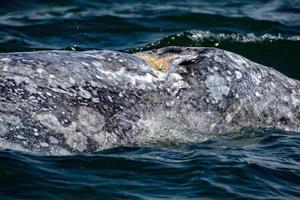 grey whale nose travelling pacific ocean photo