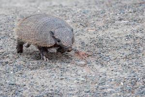 armadillo close up portrait looking at you photo