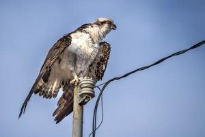 Osprey bird isolated on blue background photo