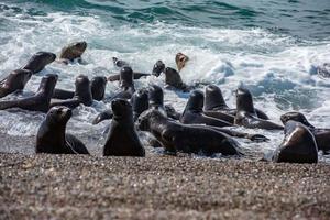 baby newborn sea lion on the beach photo