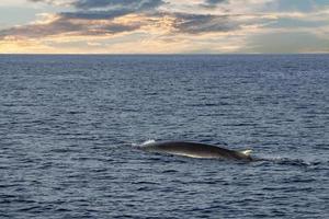 Fin Whale endangered specie rare to see second largest animal in the world photo