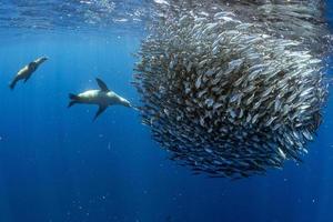 caza de leones marinos en bola de cebo de sardina en el océano pacífico foto