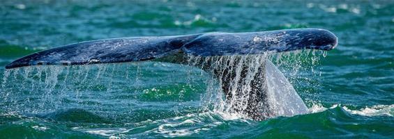 grey whale tail going down in ocean at sunset photo