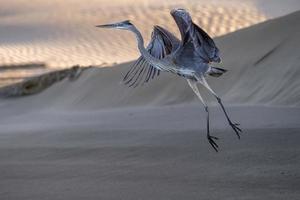 heron flying in baja california mexico beach photo