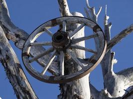 wagon wheel on a dead tree photo