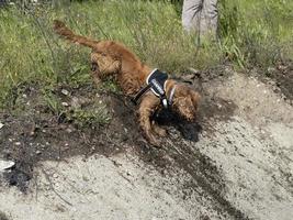 cachorro perro joven cocker spaniel inglés mientras está en el agua foto