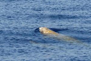 madre y bebé ternero cuvier ganso ballena picuda delfín ziphius cavirostris foto