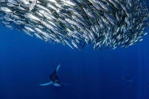 Striped marlin and sea lion hunting in sardine bait ball in pacific ocean photo