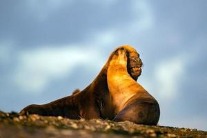 sea lion on the beach in Patagonia while kissing photo