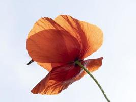 flor de amapola roja cerrar foto