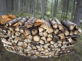 pila de troncos de madera en el bosque foto