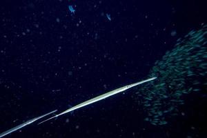 Flute trumpet fish while diving indonesia detail photo