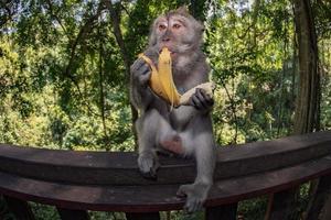 Indonesia macaque monkey ape close up portrait photo