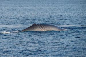 Fin whale damaged in ship collision propeller sign on body photo