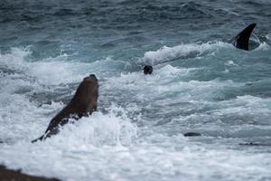 Orca attack a seal on the beach photo