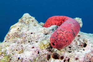 Holoturian sea cucumber close up portrait in maldives photo